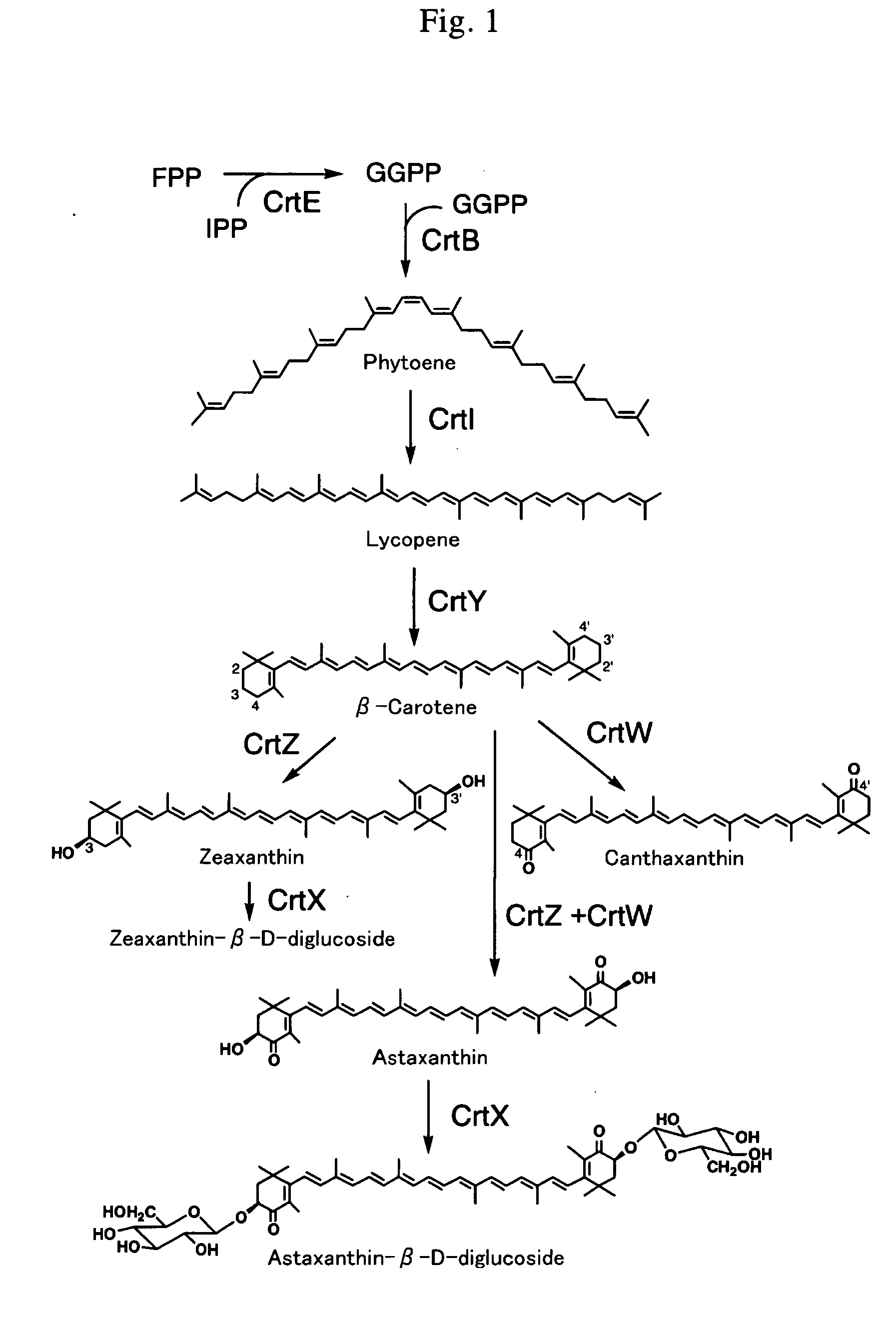 Novel carotenoid hydroxylase gene, method for preparing hydroxylated carotenoid, and novel geranylgeranyl pyrophosphate synthase