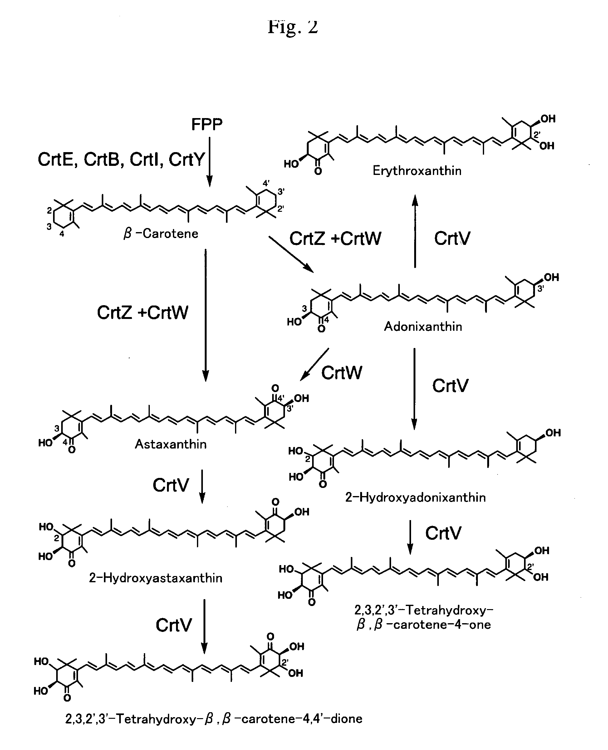 Novel carotenoid hydroxylase gene, method for preparing hydroxylated carotenoid, and novel geranylgeranyl pyrophosphate synthase