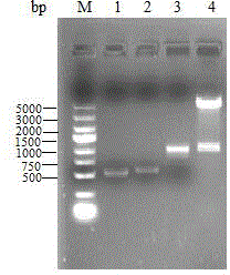 Methods for constructing and fermenting L-serine high-yielding recombinant corynebacterium glutamicum