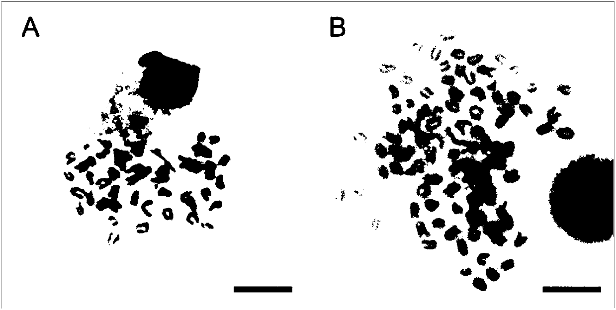 Inducing method of bastard halibut allogynogenetic tetraploid