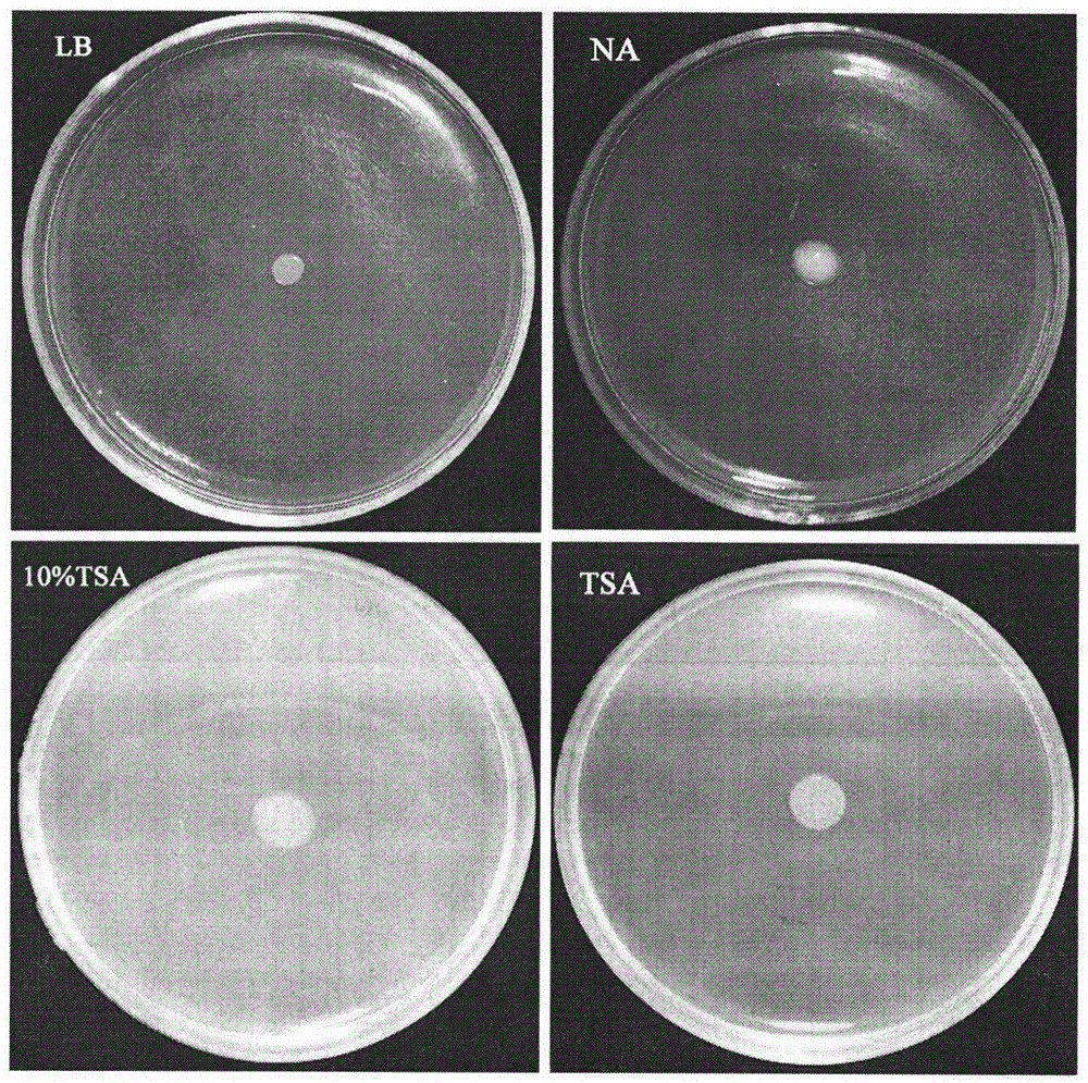 Separation and identification of Lysobacter gummosus OH17 with wide spectrum and high efficiency antagonistic action on plant pathogenic fungi and oomycete