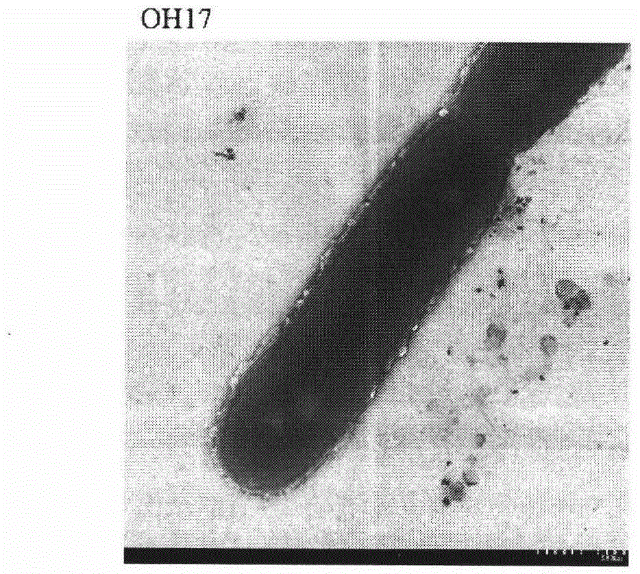 Separation and identification of Lysobacter gummosus OH17 with wide spectrum and high efficiency antagonistic action on plant pathogenic fungi and oomycete