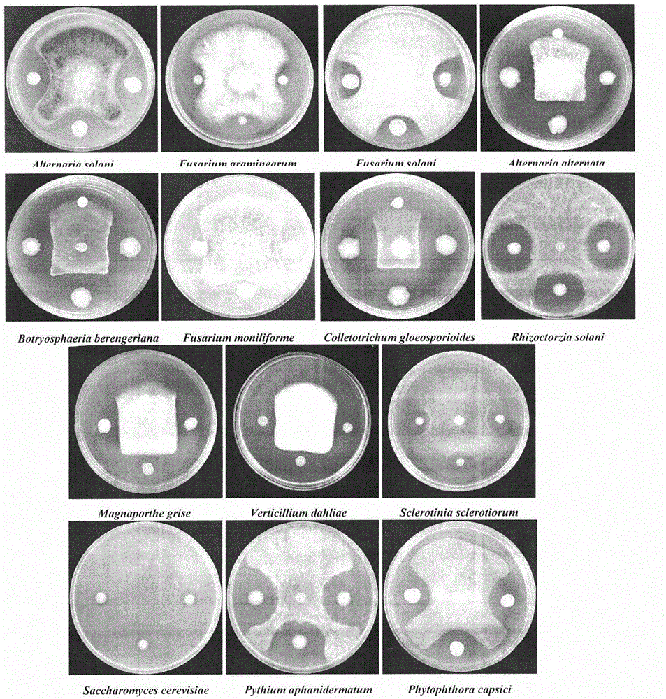 Separation and identification of Lysobacter gummosus OH17 with wide spectrum and high efficiency antagonistic action on plant pathogenic fungi and oomycete