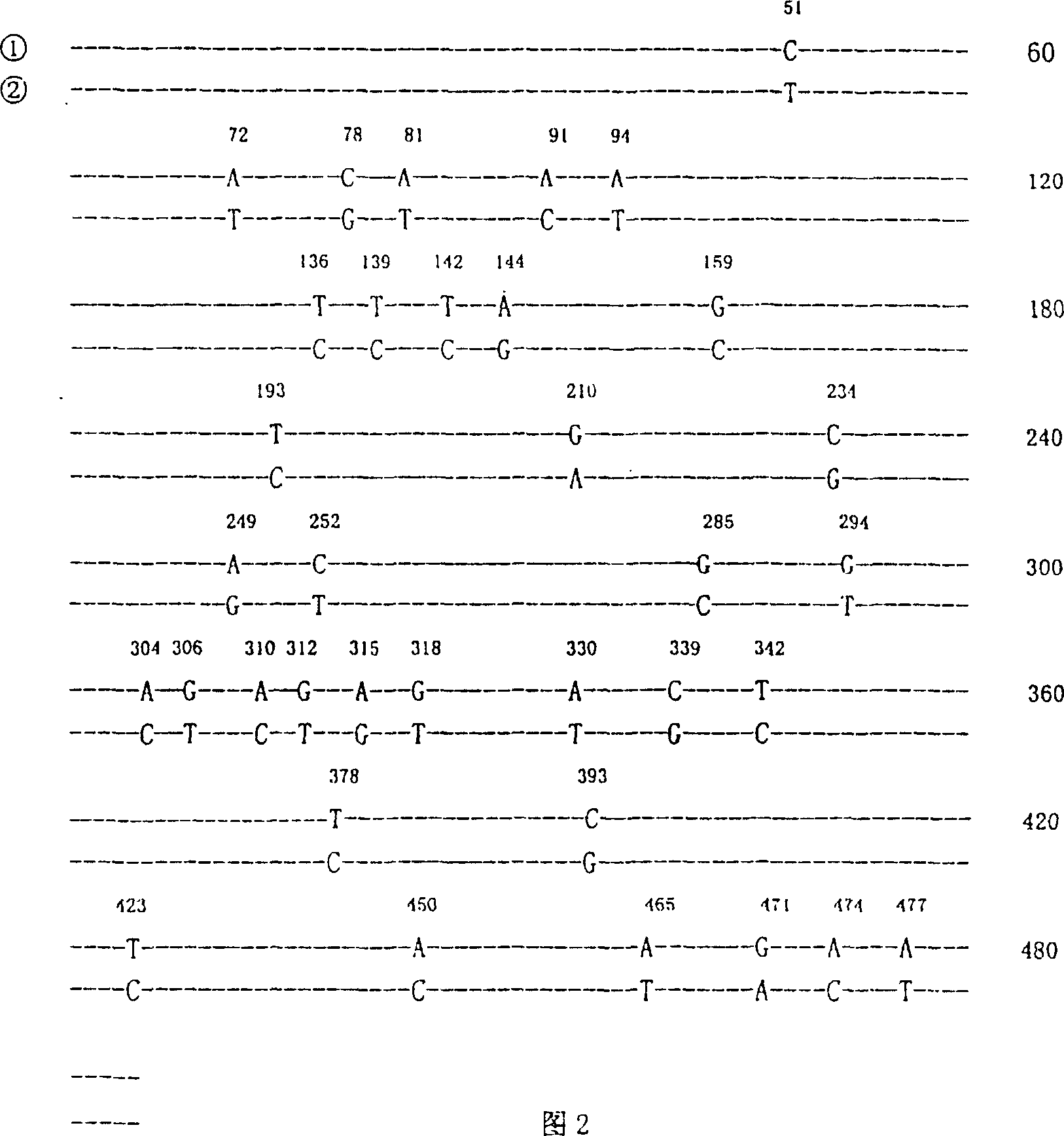 Human interleukin-10 gene sequenc and E coli containing the said gene sequence