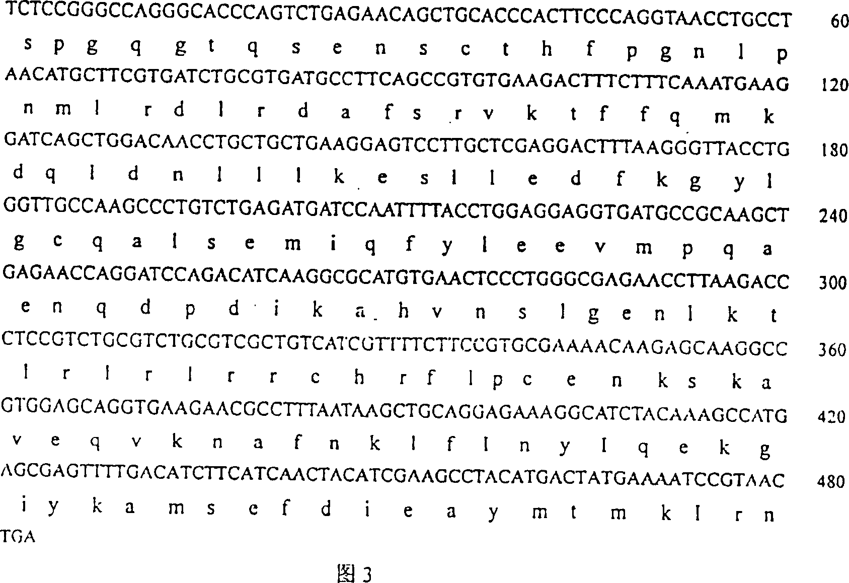 Human interleukin-10 gene sequenc and E coli containing the said gene sequence