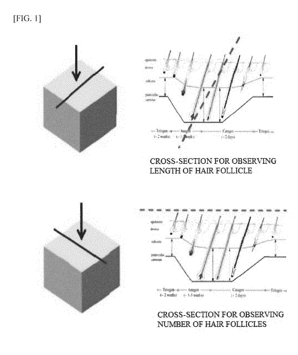 Capability of small-sized stem cells to stimulate hair growth and use thereof