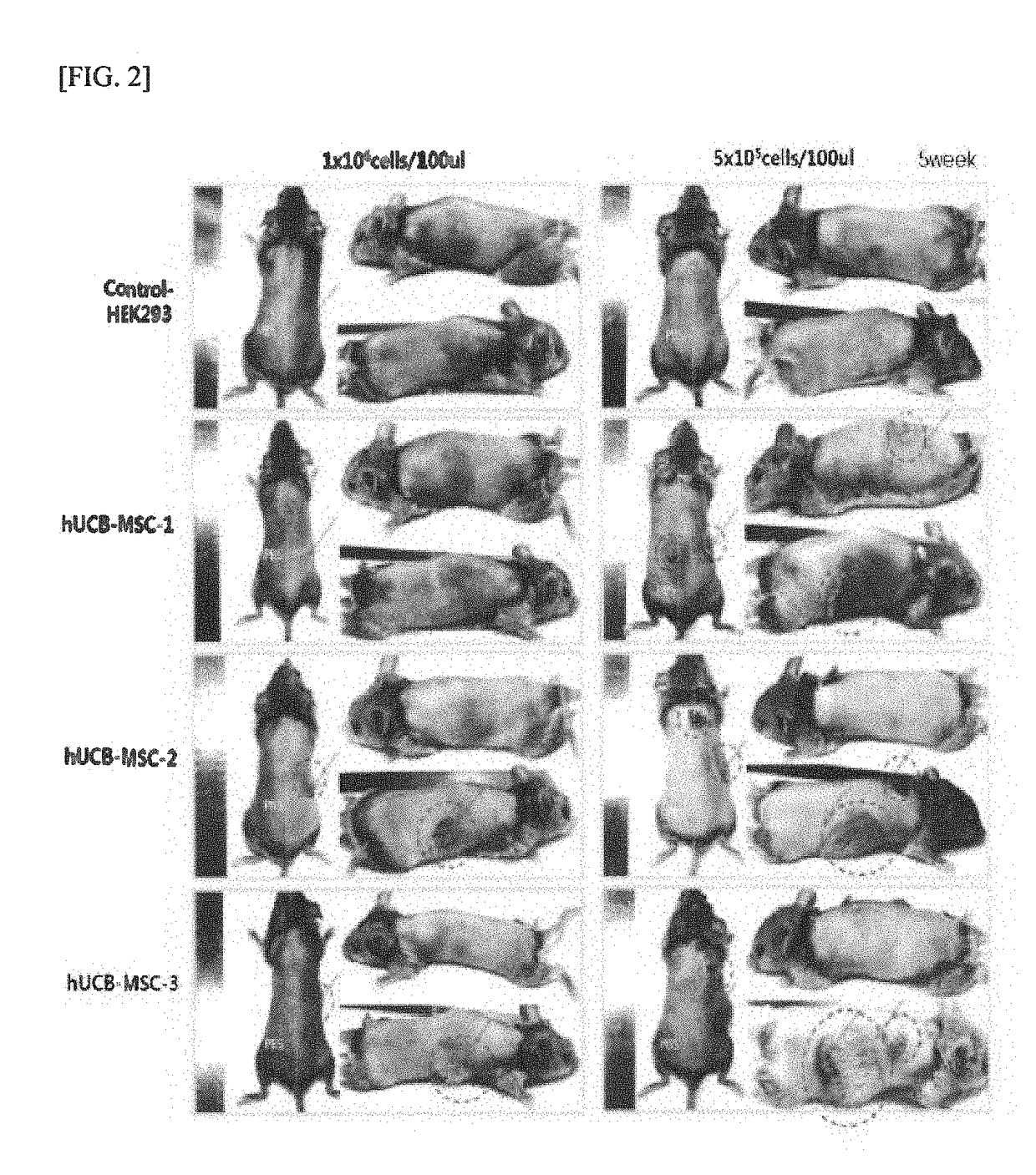 Capability of small-sized stem cells to stimulate hair growth and use thereof