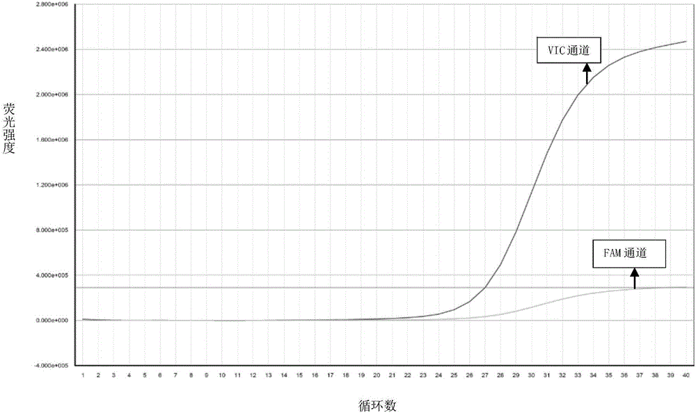 Primer, kit and method for detecting human CYP2C9 genetic typing