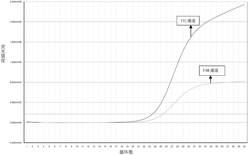 Primer, kit and method for detecting human CYP2C9 genetic typing