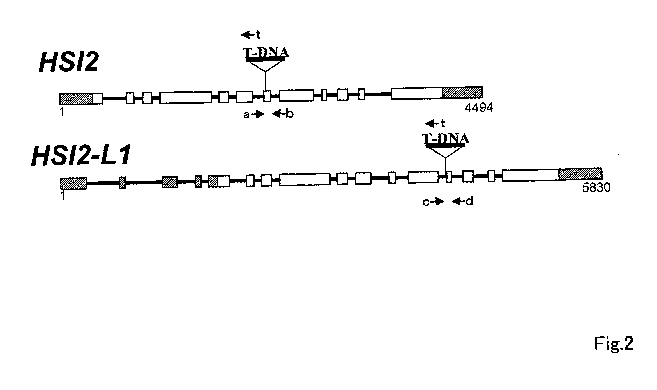 Plant body with modified program related to accumulation of storage material and the use thereof