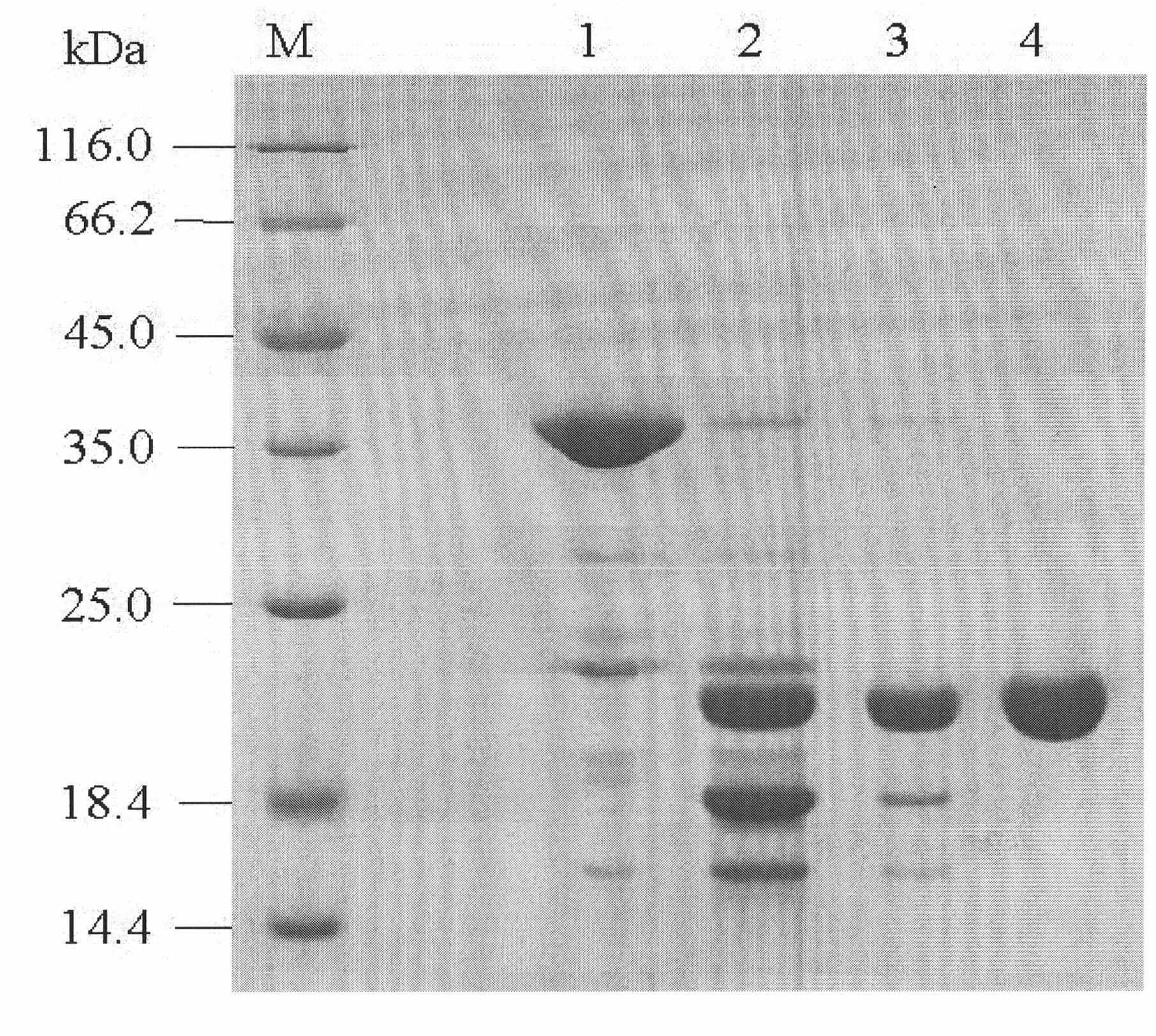 Method for preparing recombinant human interleukin-11