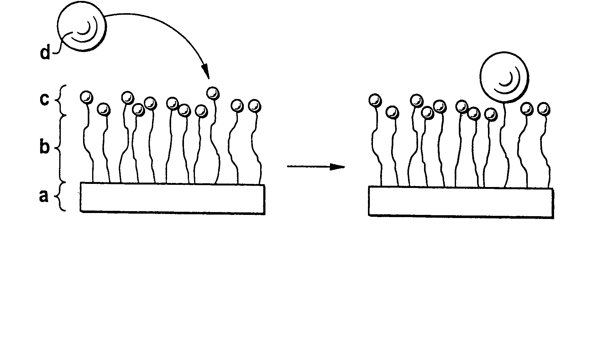 Biodegradable block copolymers with modifiable surface