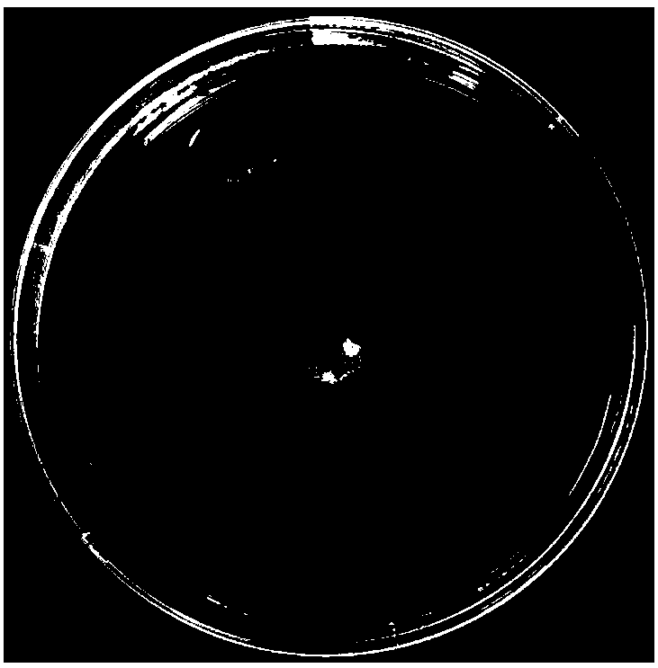 Purpureo cilliumsp with high resistance on cadmium, and extracting method and application thereof