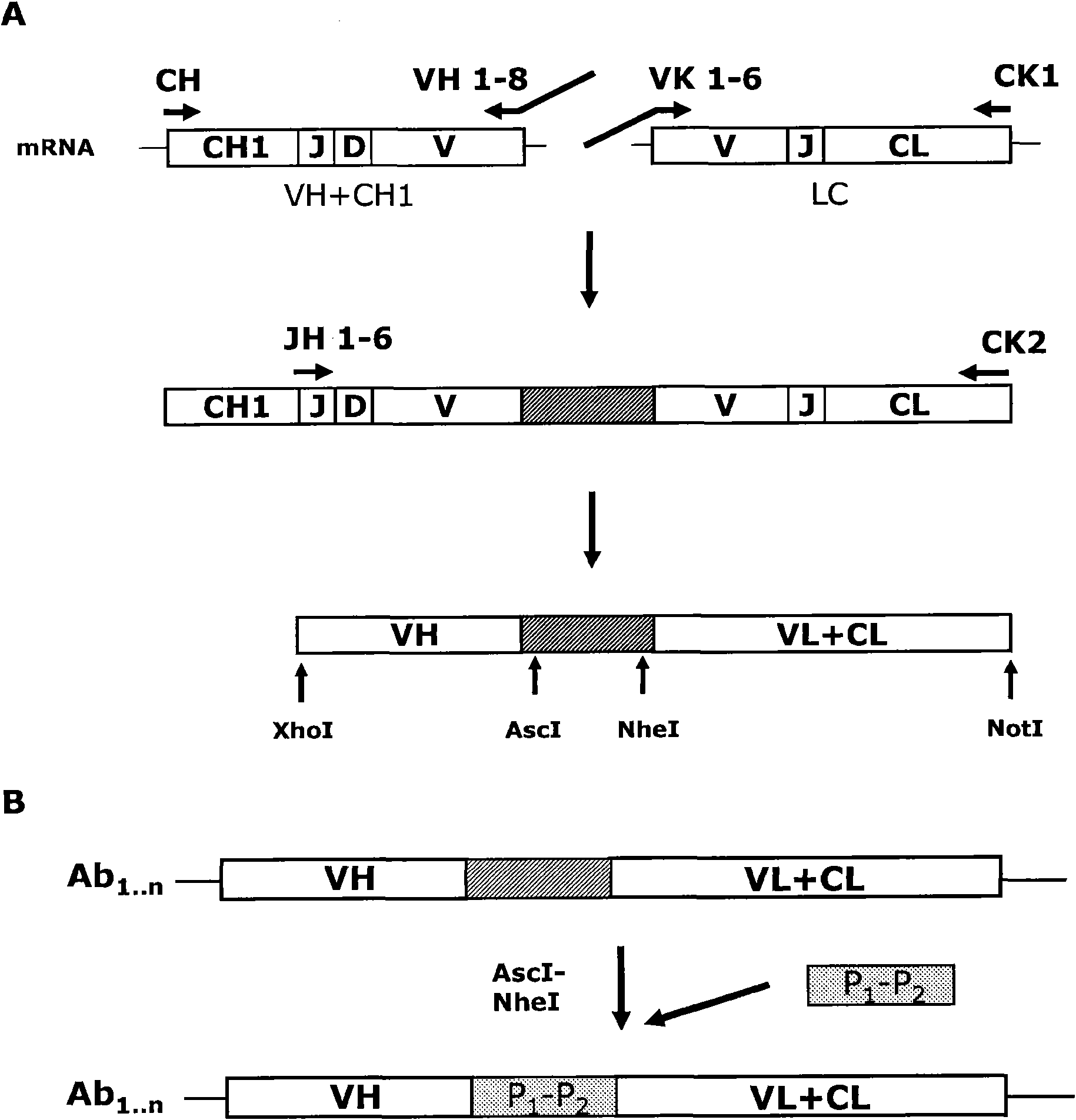 Recombinant antibodies for treatment of respiratory syncytial virus infections