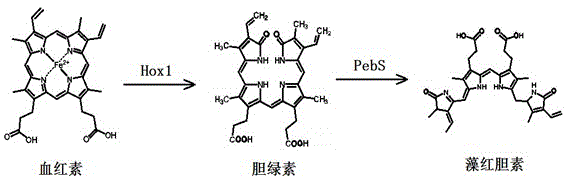 A method and application of multi-gene combination expression to prepare algae red pigment