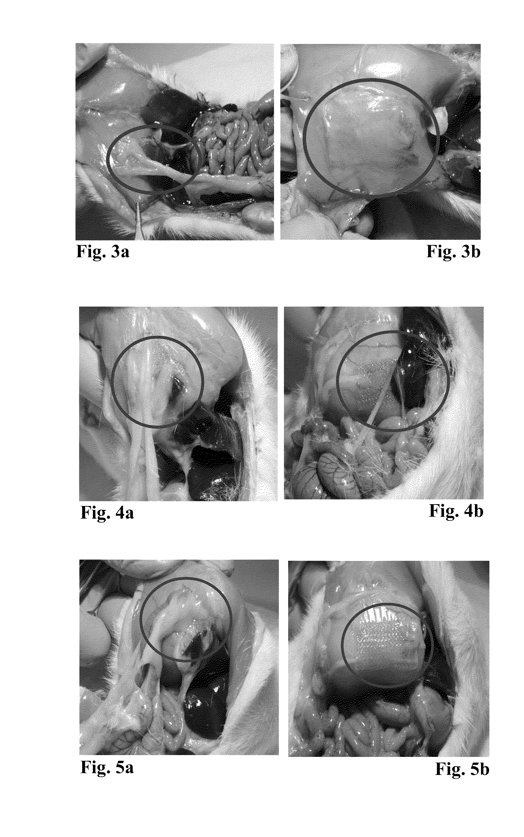 Implantable Device Comprising a Substrate Pre-Coated with Stabilized Fibrin