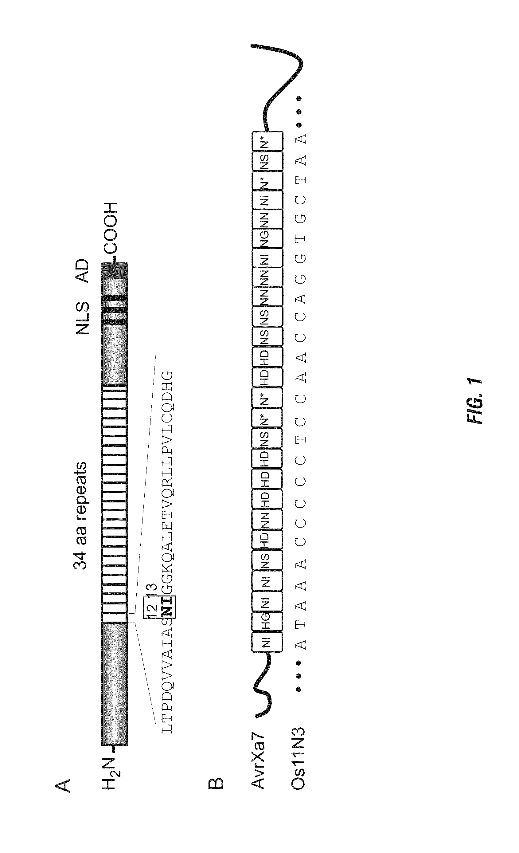 Nuclease activity of tal effector and foki fusion protein