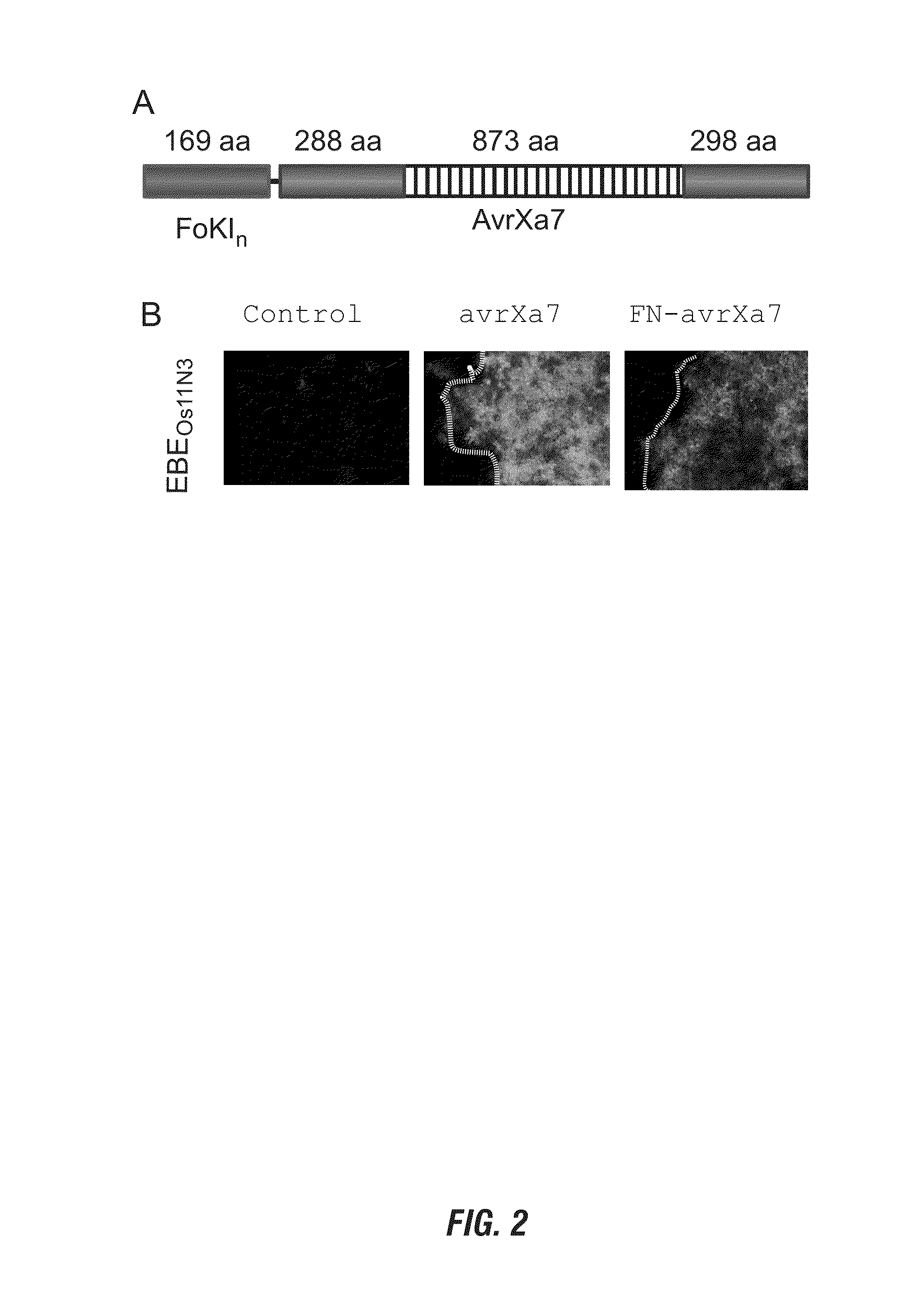 Nuclease activity of tal effector and foki fusion protein