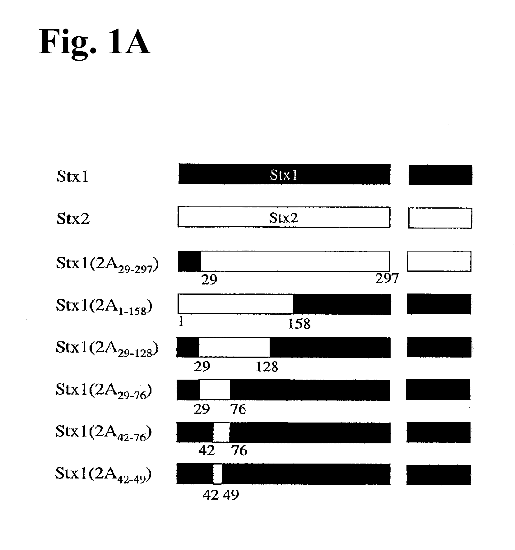 Methods and compositions based on shiga toxin type 2 protein