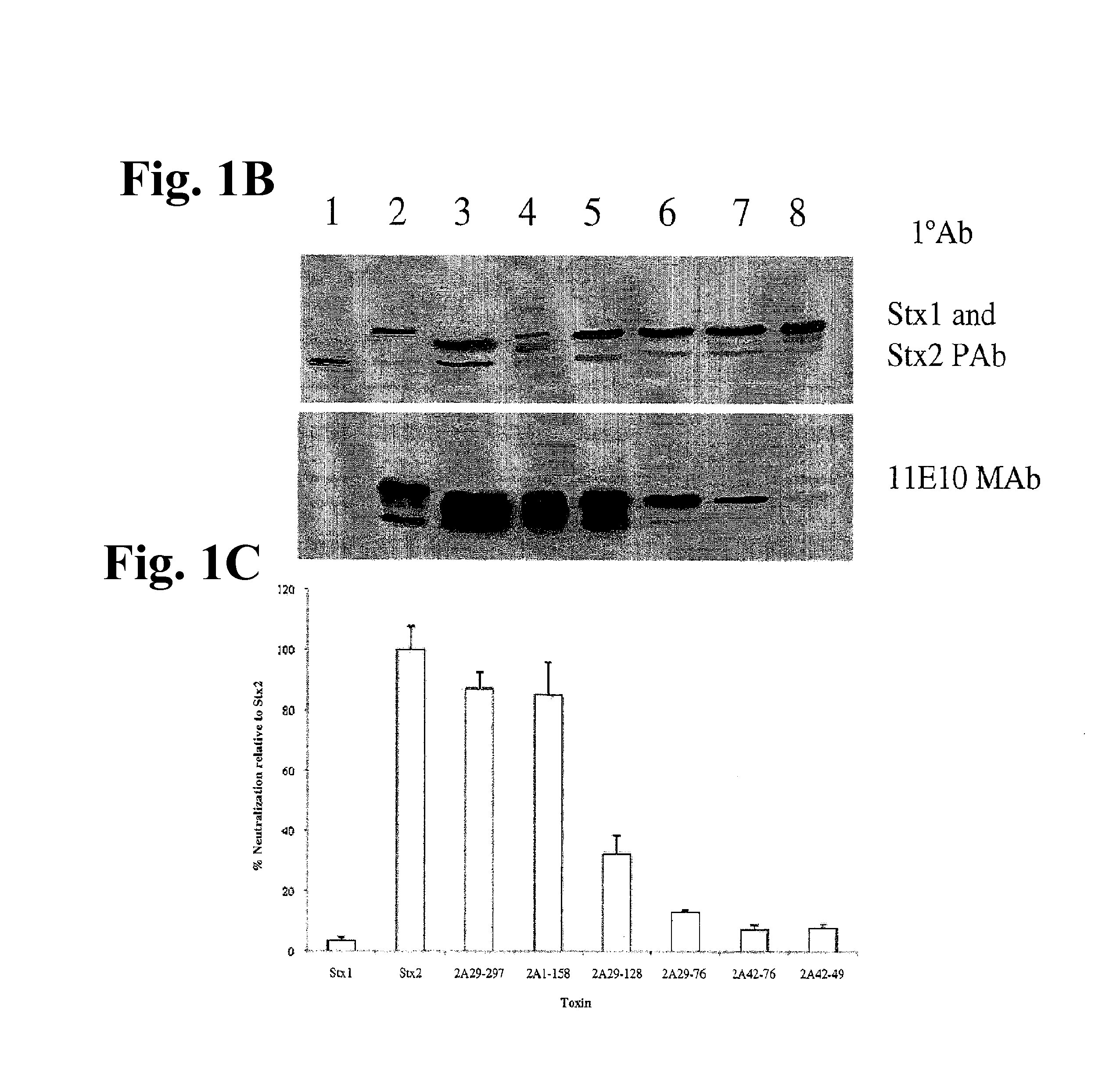 Methods and compositions based on shiga toxin type 2 protein