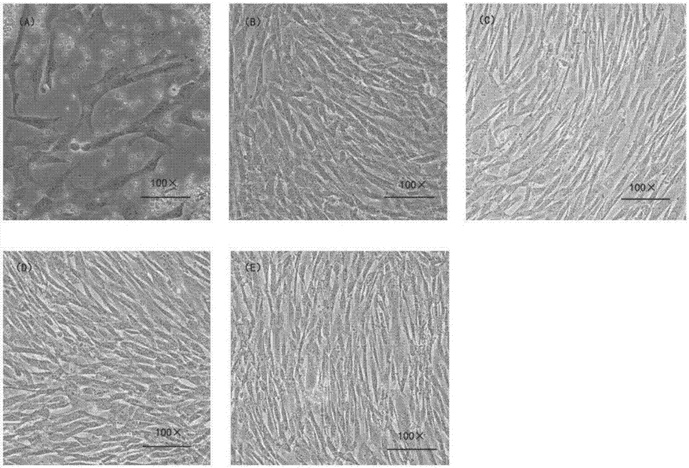 Construction method of mesenchymal stem cell bank