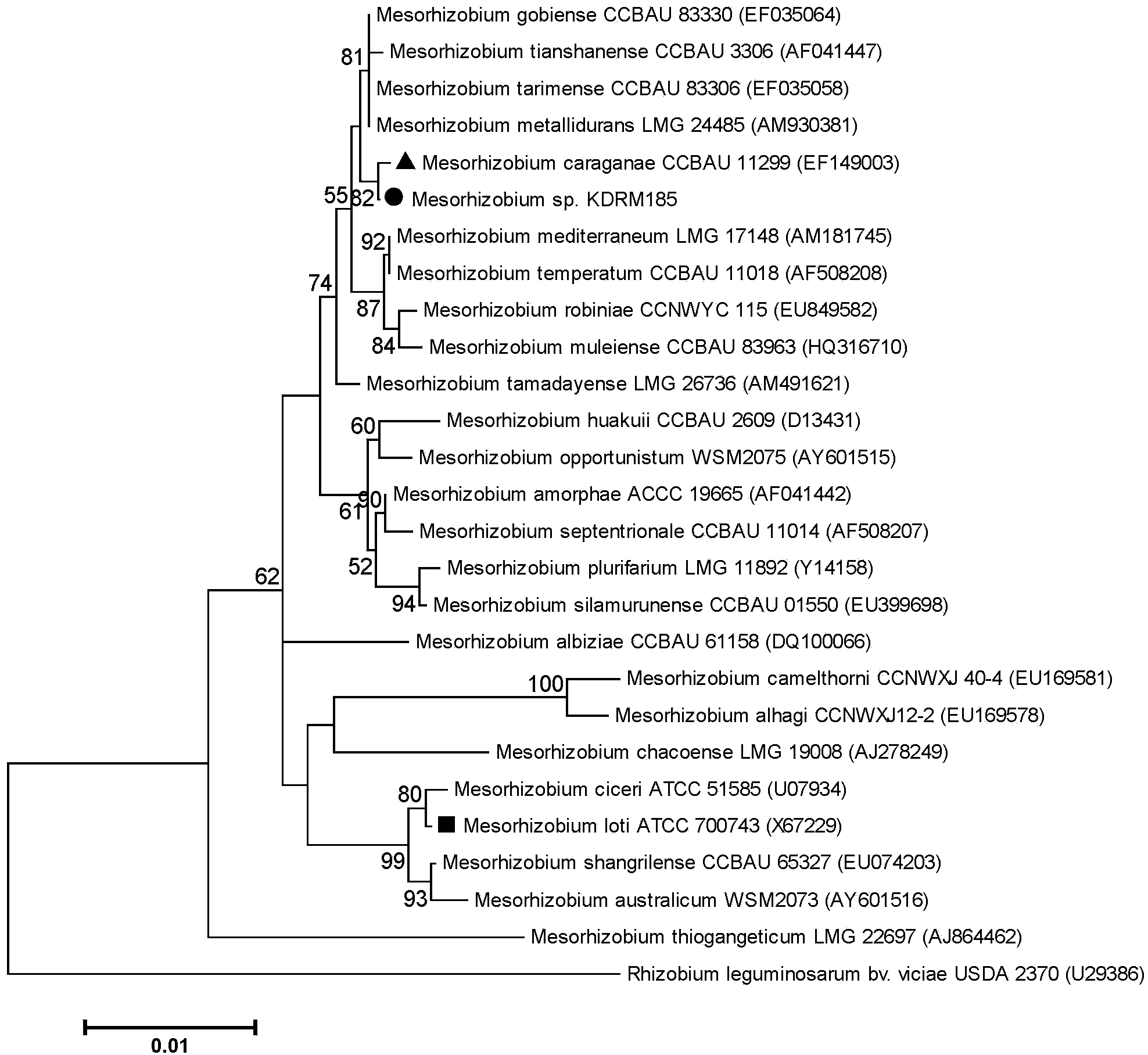 Mesorhizobium KDRM185 and application thereof