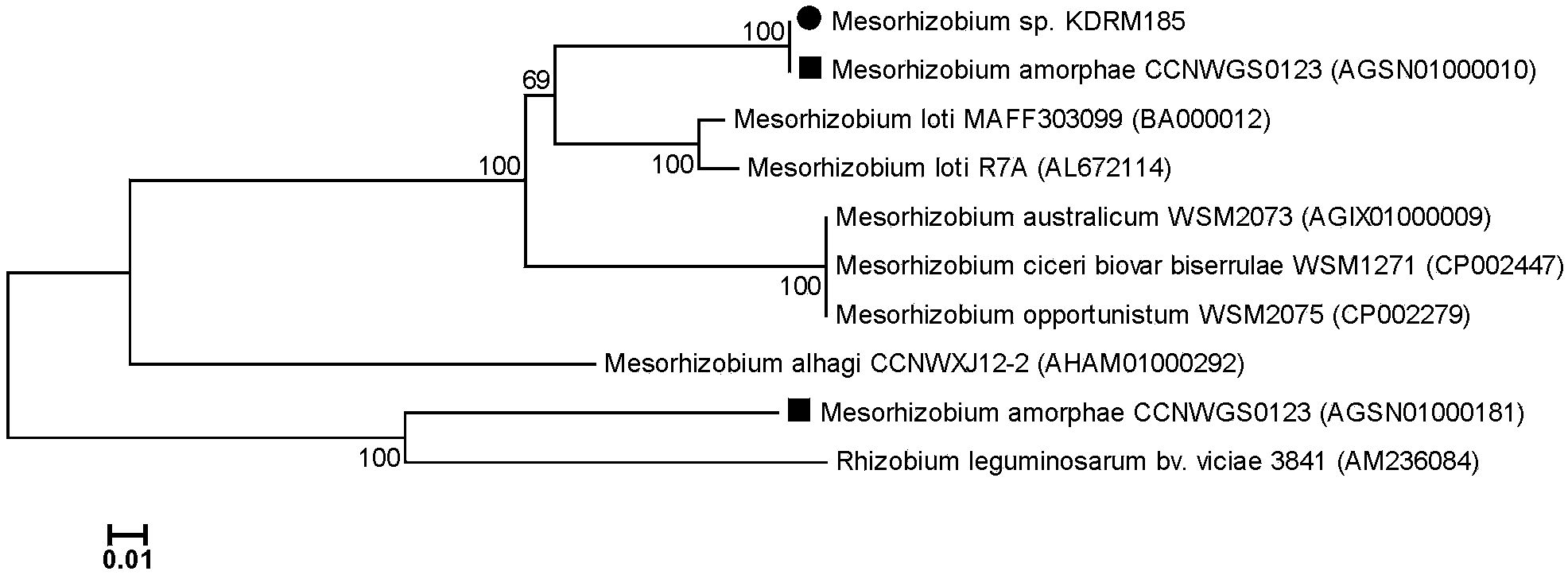 Mesorhizobium KDRM185 and application thereof