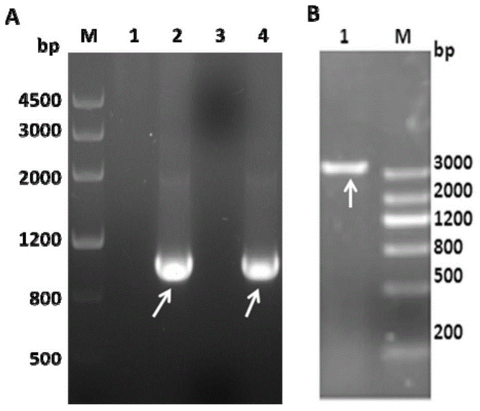 Novel positive antigen of echinococcus granulosus and application of antigen