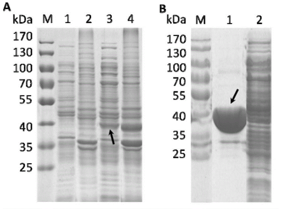 Novel positive antigen of echinococcus granulosus and application of antigen