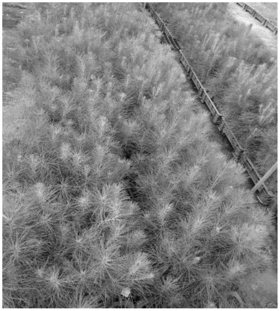 Method for Seedling Cultivation of Pine Masson Tissue Cultured Seedlings by Cutting Short Branches and Short Spikes