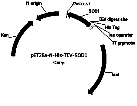 Preparation method of human-derived copper-zinc superoxide dismutase