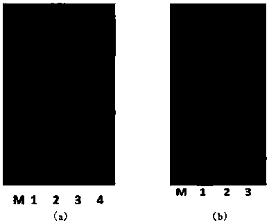 Preparation method of human-derived copper-zinc superoxide dismutase