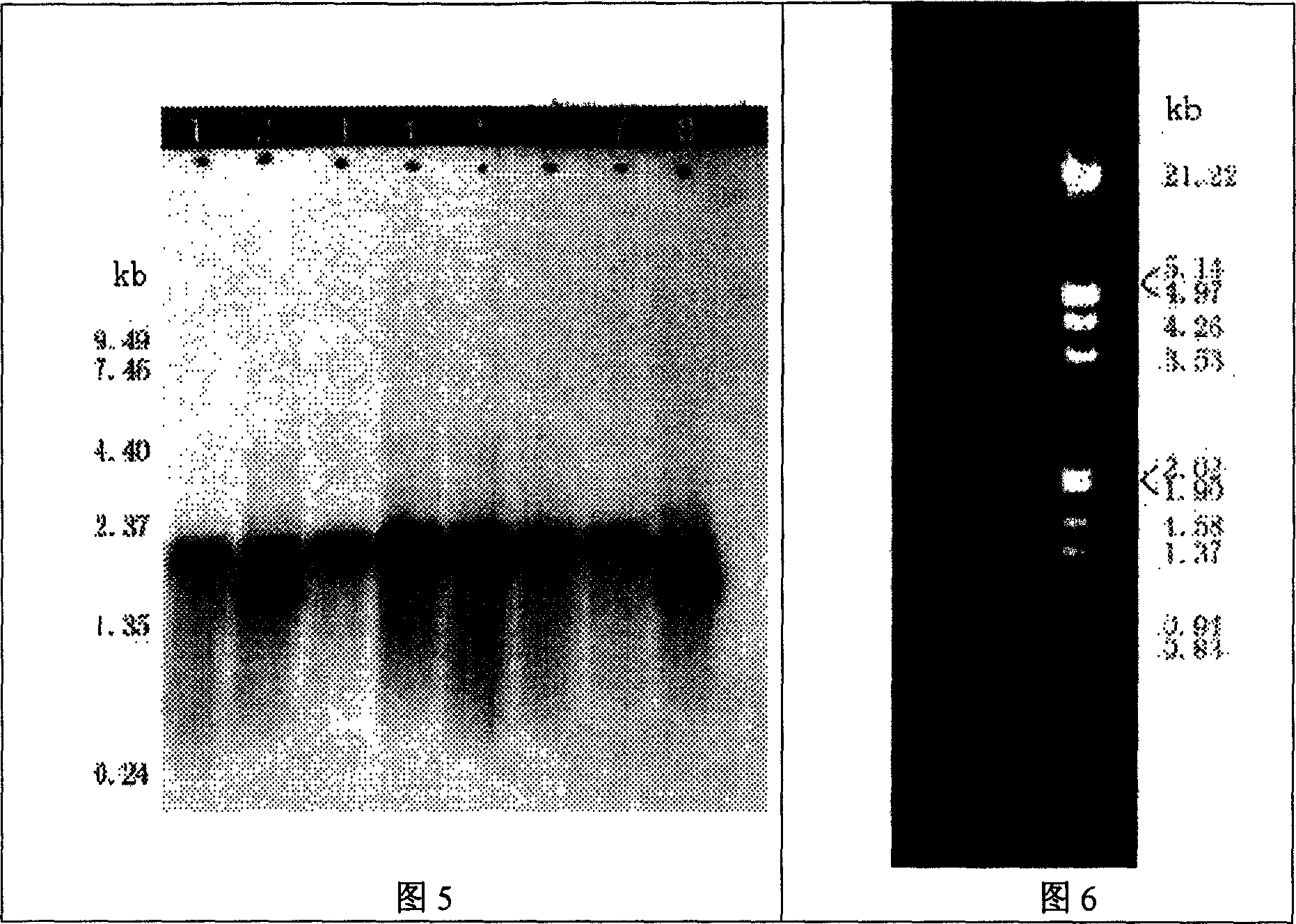 Method of separating whole length, complete messenger RNA from total RNA