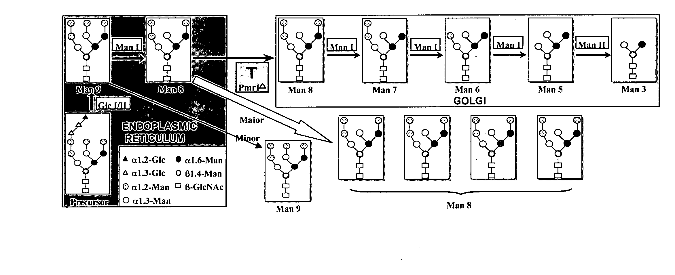 Glycosylated polypeptides produced in yeast mutants and methods of use thereof