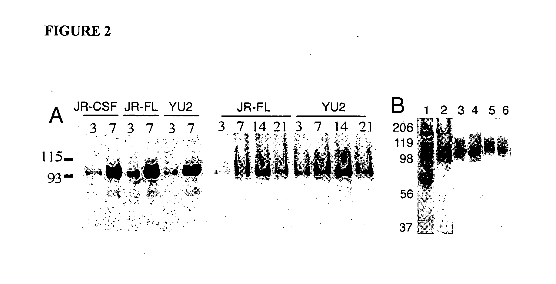 Glycosylated polypeptides produced in yeast mutants and methods of use thereof