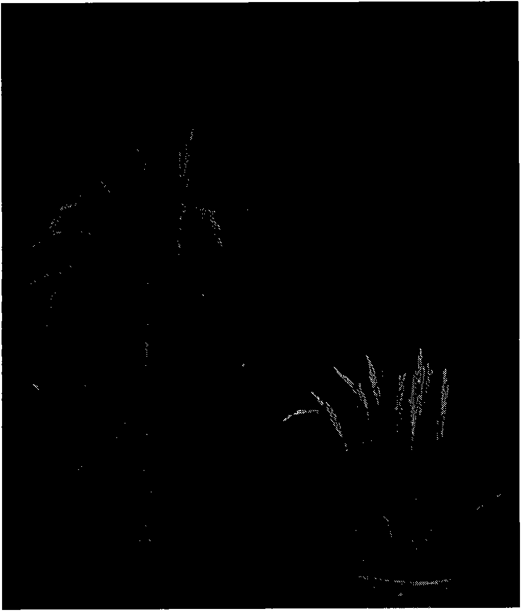 Rice dwarf-related protein and coding gene and application thereof