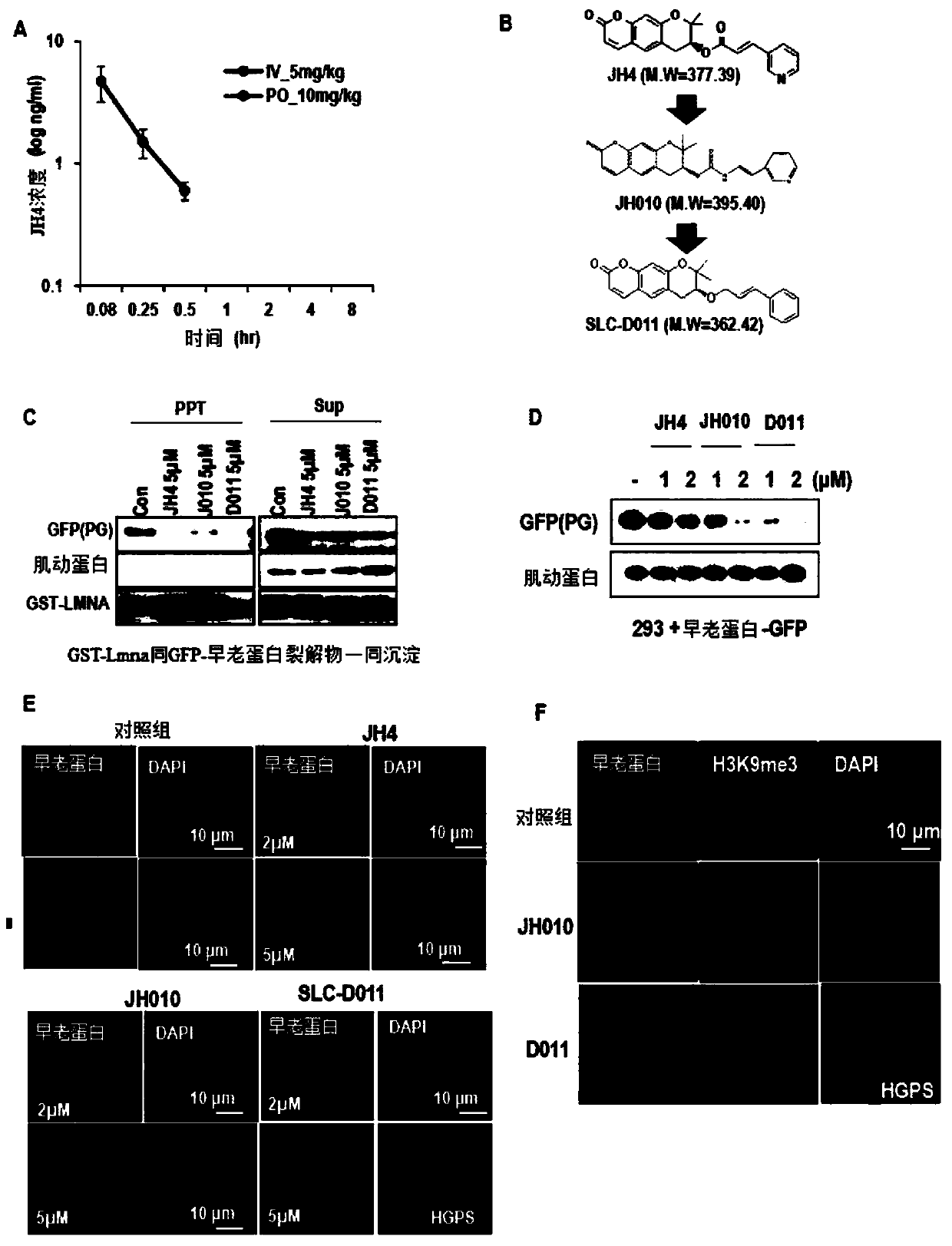 Pharmaceutical composition for preventing or treating aging-related diseases containing decursin derivative as active ingredient