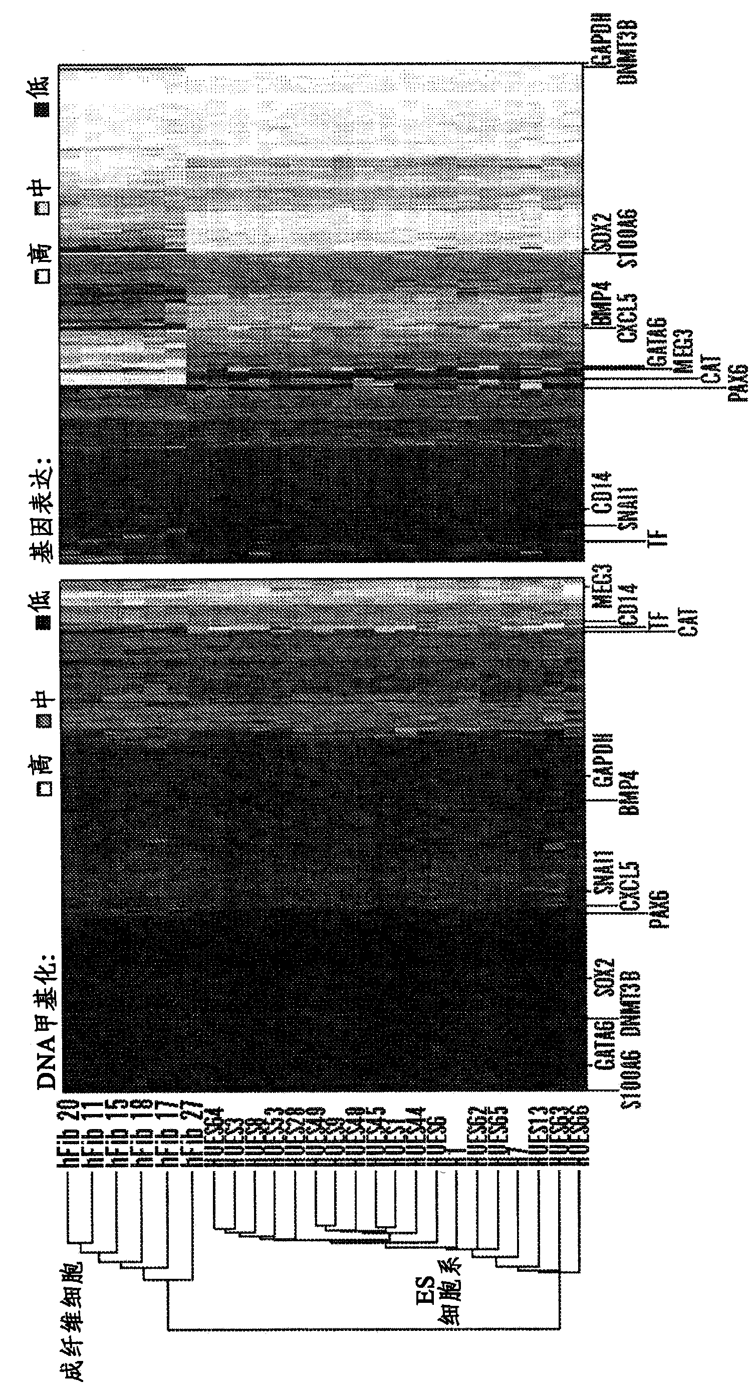 Functional genomics assay for characterizing pluripotent stem cell utility and safety