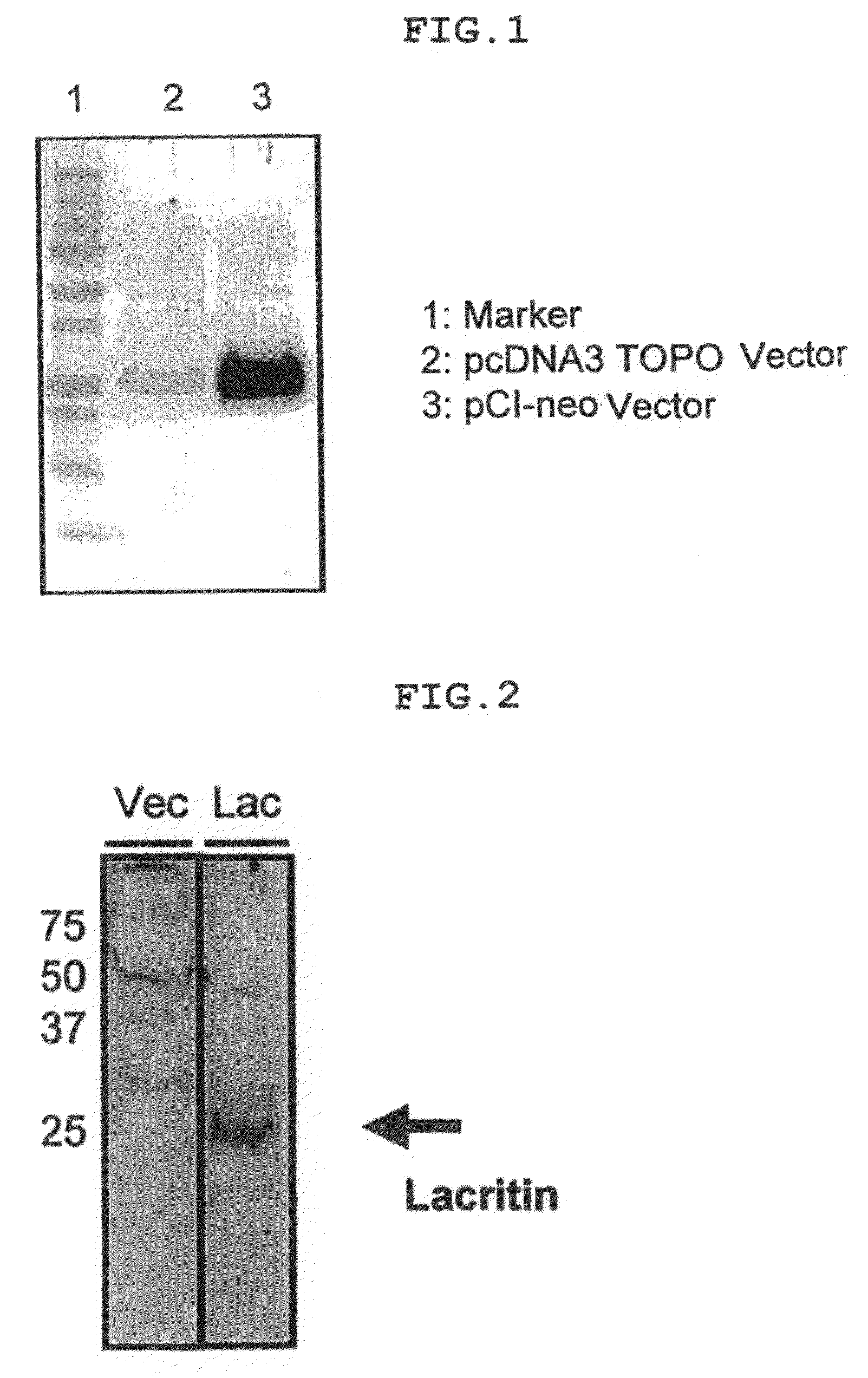 Cell capable of expressing lacritin at high level