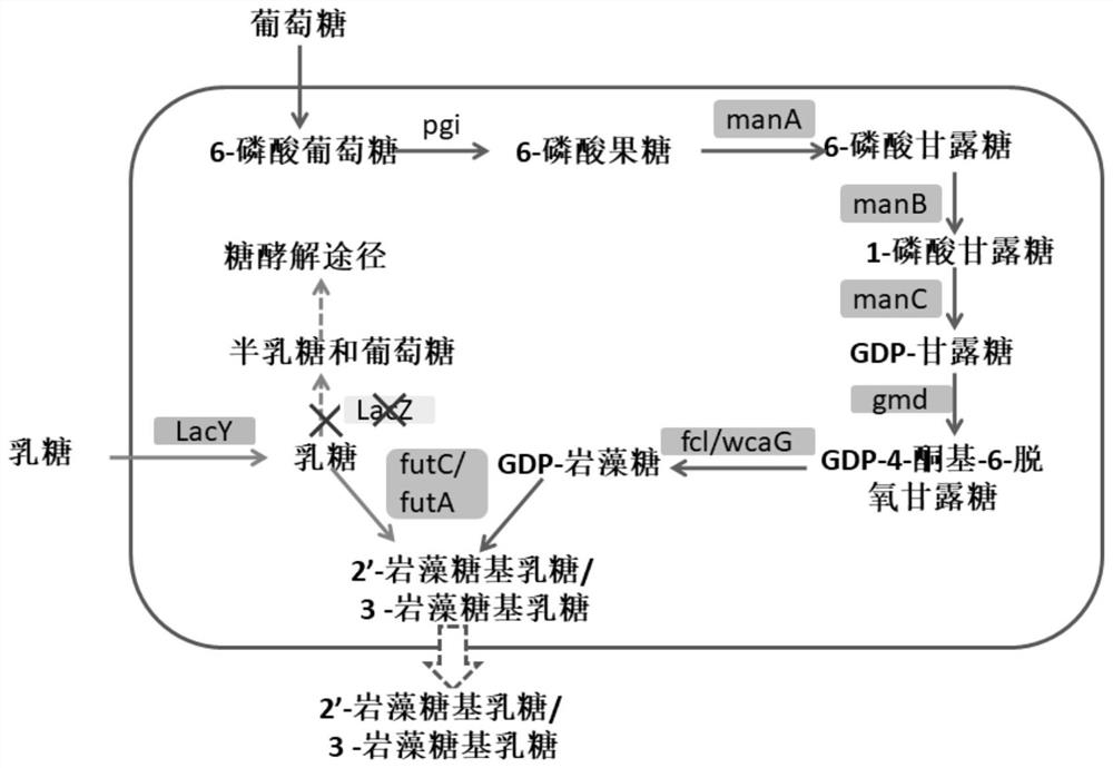 Fucosyllactose-producing recombinant expression plasmid vector, metabolic engineering bacteria and production method