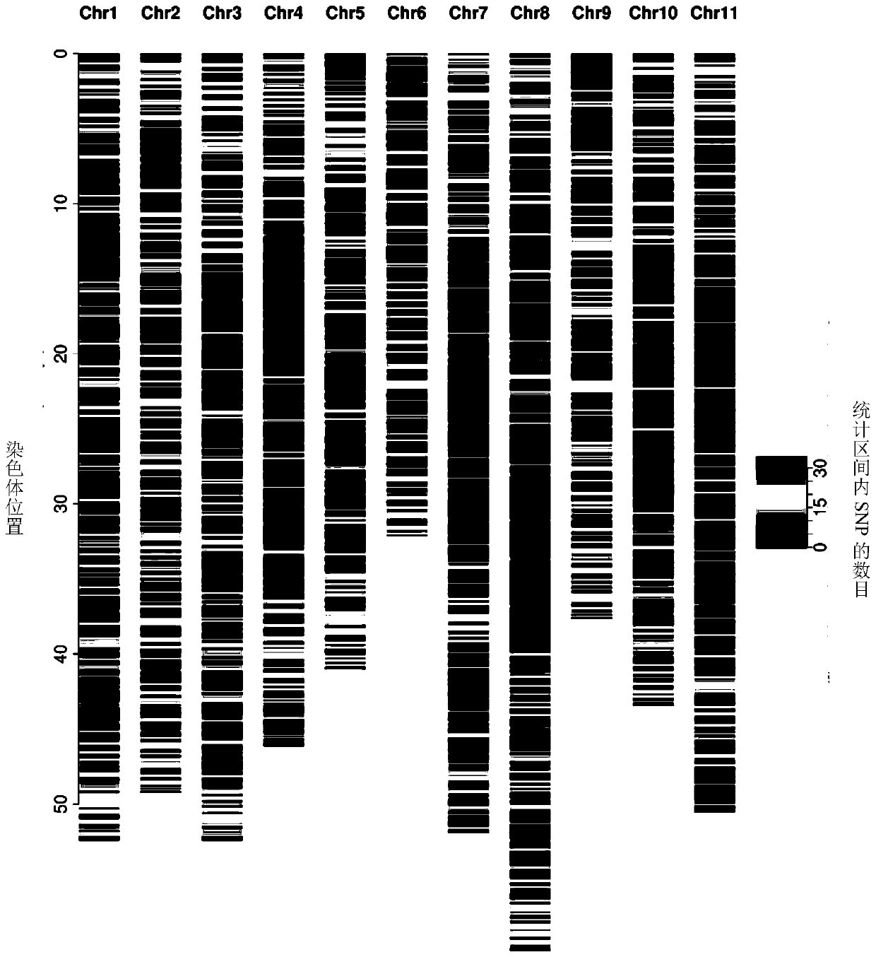 SNP marker for identifying germplasm resources of kidney beans and screening method thereof