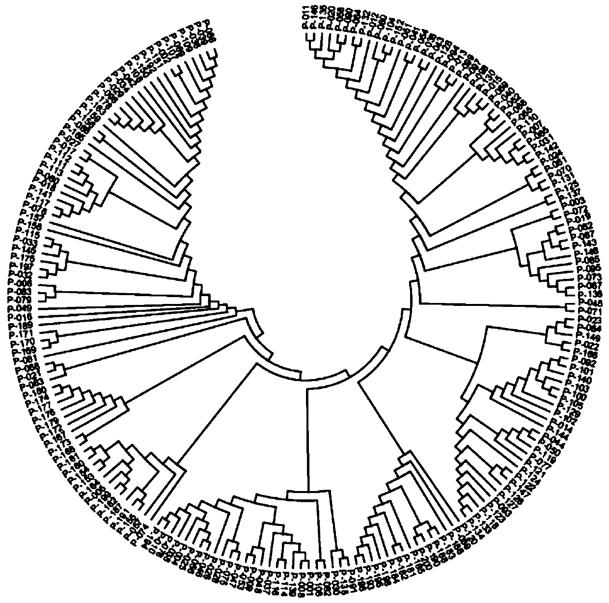 SNP marker for identifying germplasm resources of kidney beans and screening method thereof