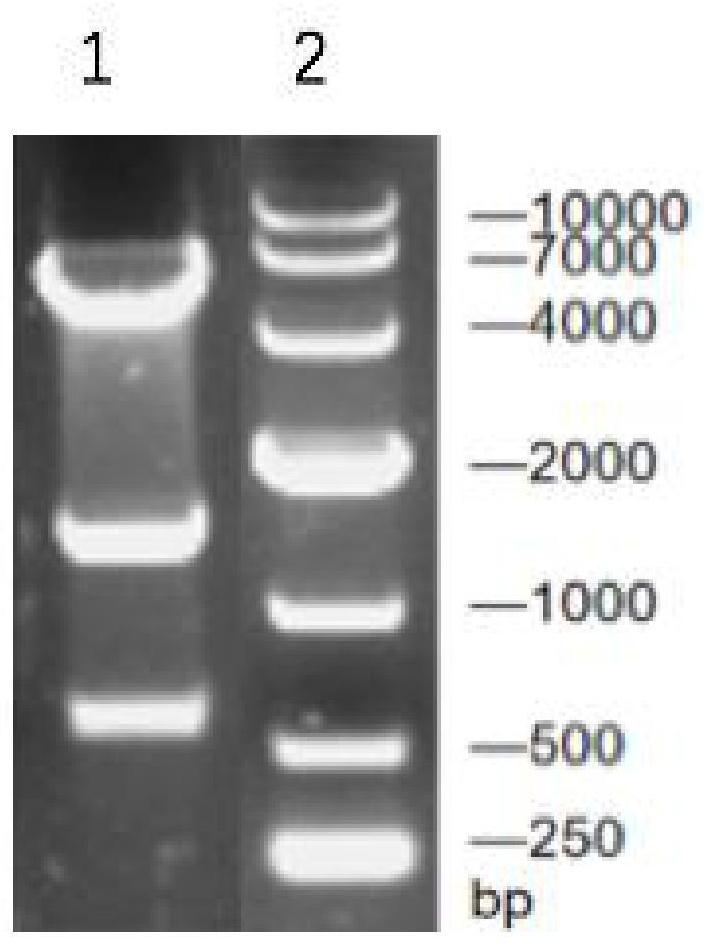 A mutant of arginine decarboxylase and its application in the production of agmatine