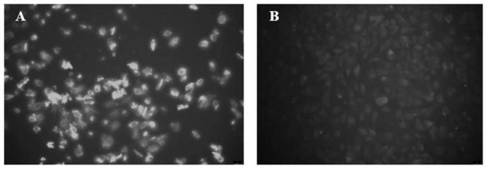 Anti-porcine sapelovirus VP1 protein hybridoma cell strain, monoclonal antibody and application thereof