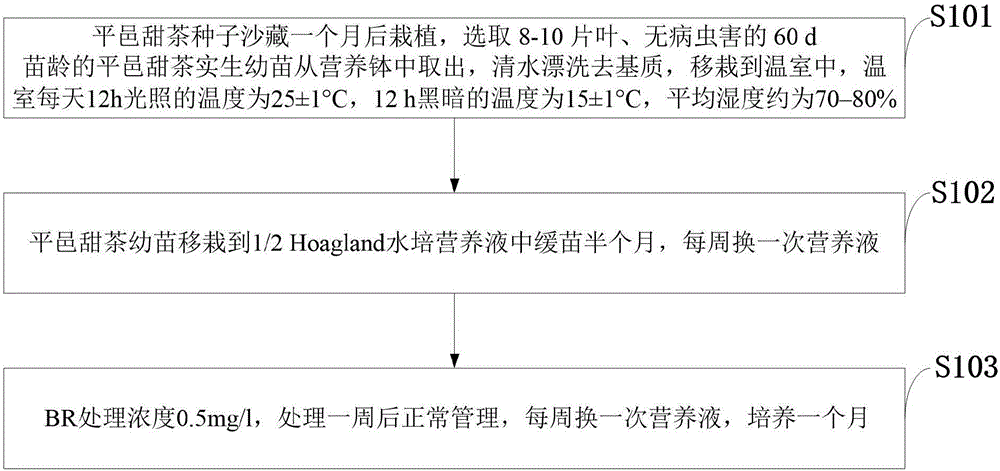 Method of increasing growth of lateral roots of Malus hupehensis