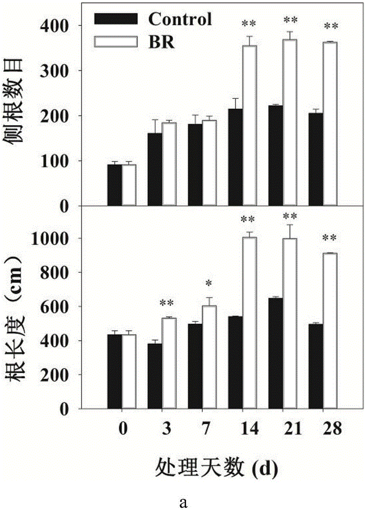 Method of increasing growth of lateral roots of Malus hupehensis