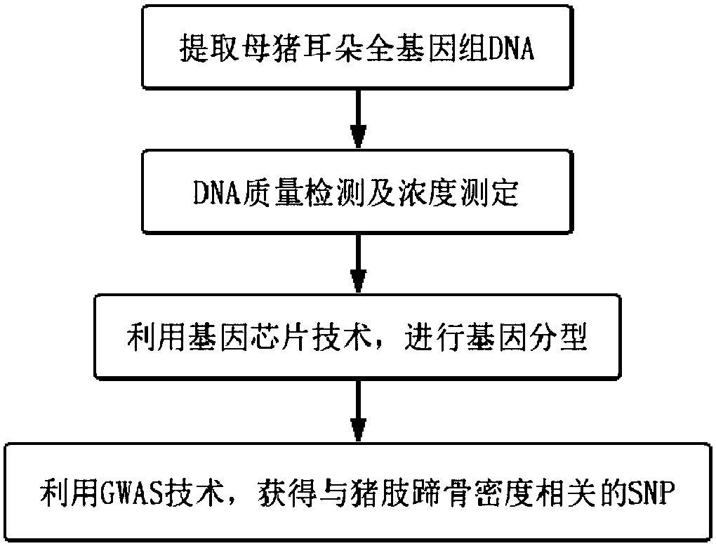 S1M1 gene fragment as SNP (single-nucleotide polymorphism) molecular marker associated with sow foot-leg bone mineral density