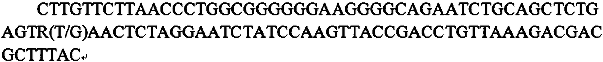 S1M1 gene fragment as SNP (single-nucleotide polymorphism) molecular marker associated with sow foot-leg bone mineral density