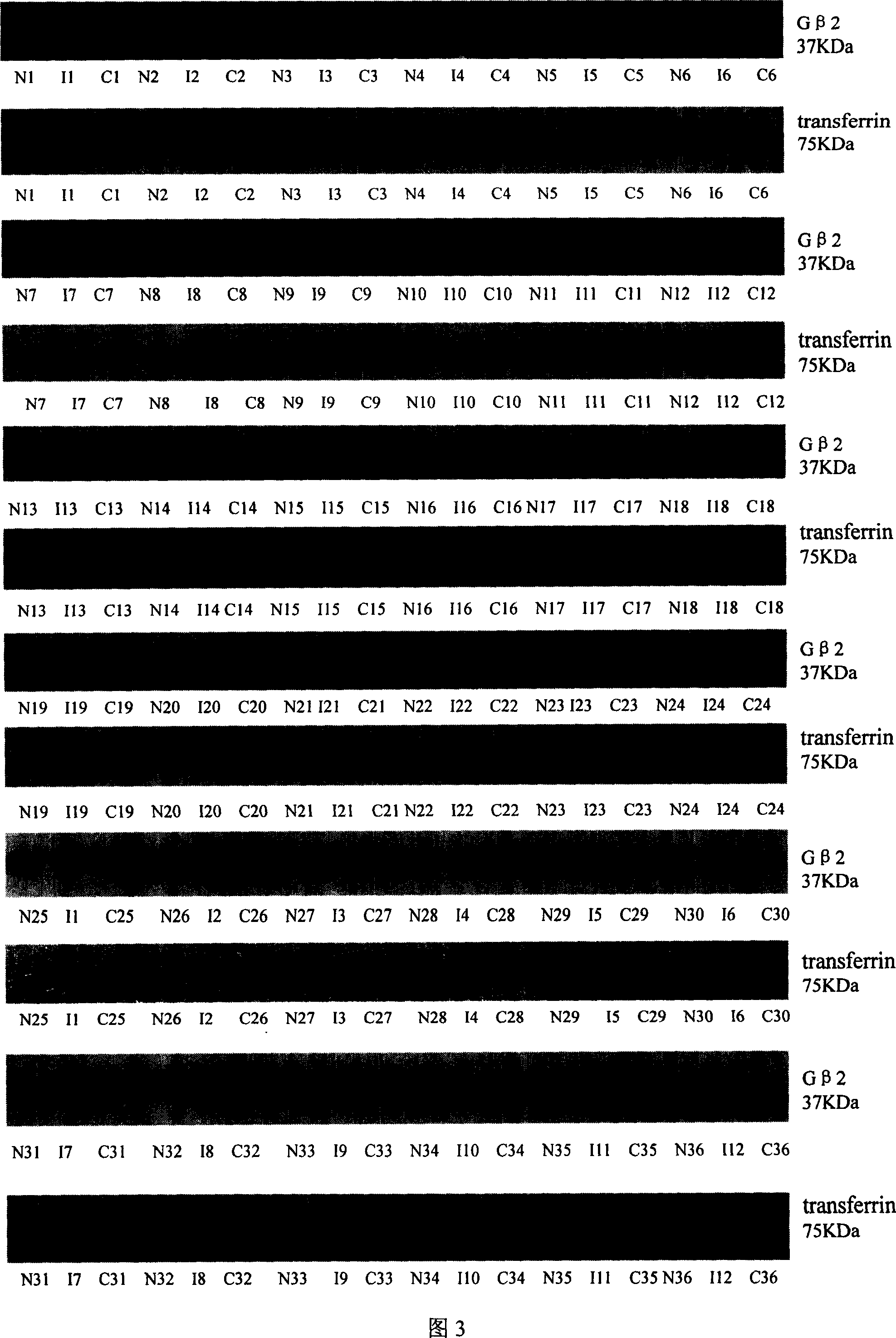 Application of G Protein beta subunit