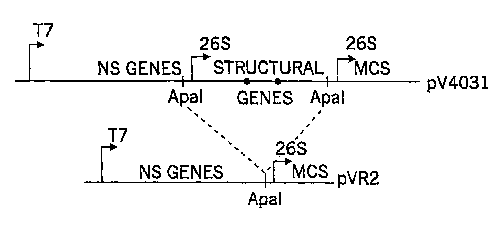 Alphavirus RNA replicon systems